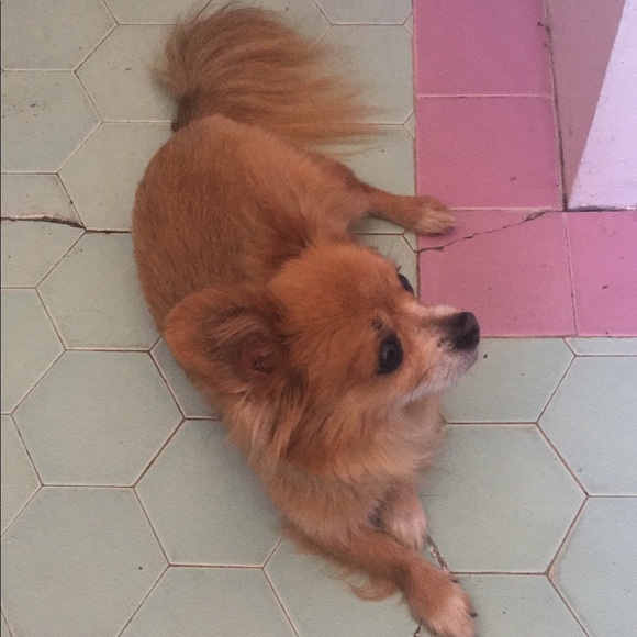 Meet your Posher, Danielle - Picture 1 of 1